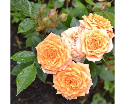 Фотография розы клементины с ярко-рыжим цветом