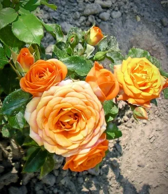 Изображение розы клементины с раскрытыми цветками