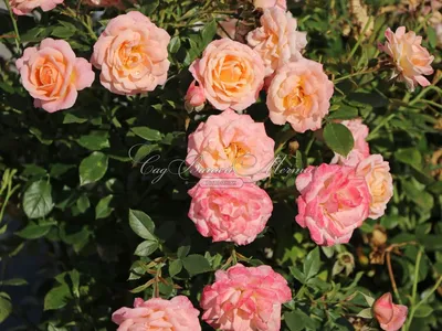 Фотка розы клементины в формате png для скачивания