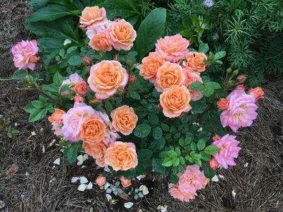 Фотография розы клементины с прекрасным запахом