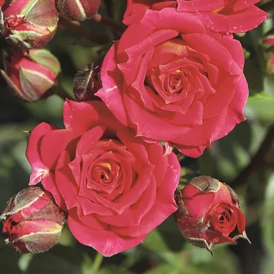 Картинка розы клементины в формате webp для выбора