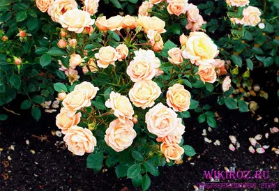 Фото розы клементины с уникальным прожилками на лепестках