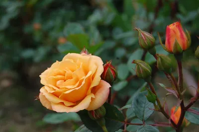 Изображение розы клементины с романтическим настроением