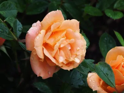 Фотка розы клементины на летнем поле