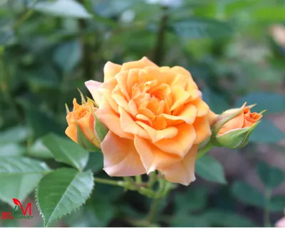 Фотография розы клементины с осенним оттенком
