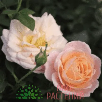 Изображение розы клементины с волнистыми лепестками