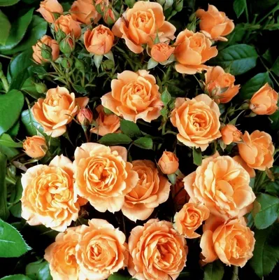 Фотография розы клементины в формате jpg