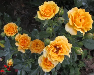 Фотка розы клементины на заснеженной ветке