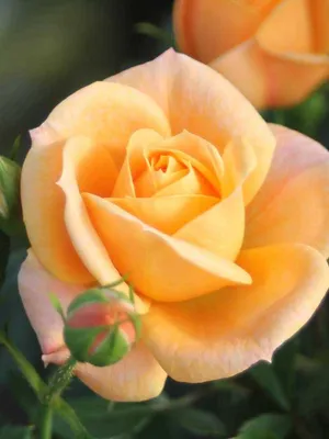 Фотография розы клементины с листочками в фоне