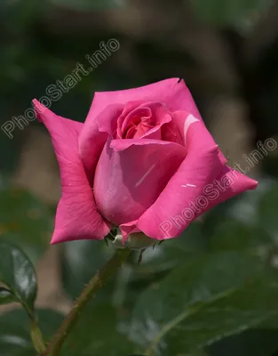 Картинка розы клементины с оттенками малинового