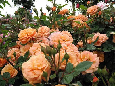 Фото розы клементины с бутоны разного размера