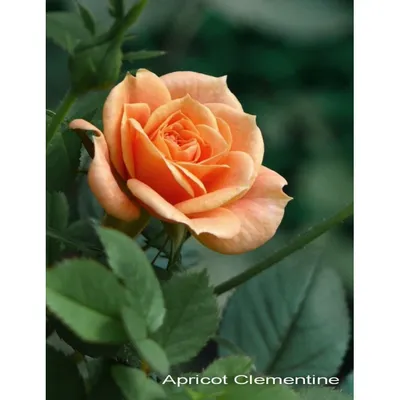 Изображение розы клементины в дневном свете