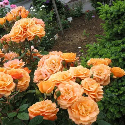 Изображение розы клементины в формате png