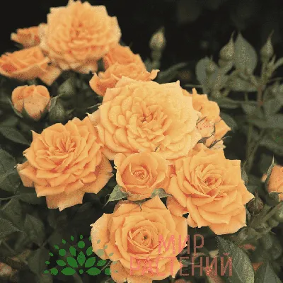 Крупное фото розы клементины