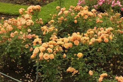 Фотка розы клементины на белом фоне