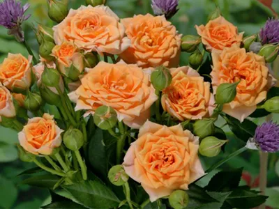 Фотография розы клементины с яркими цветами