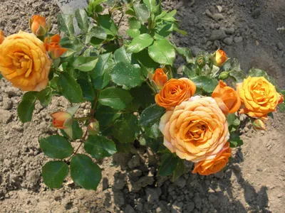 Фото прекрасной розы клементины