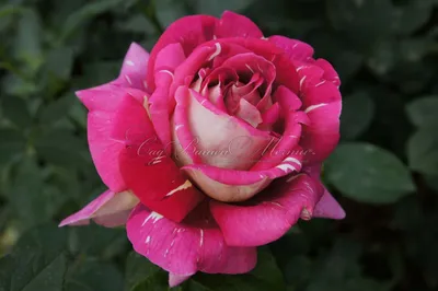 Фото розы клеопатра в формате jpg