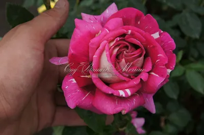 Изображение розы клеопатра для скачивания в png