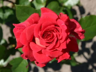 Картинка розы клеопатра для выбора размера и формата jpg