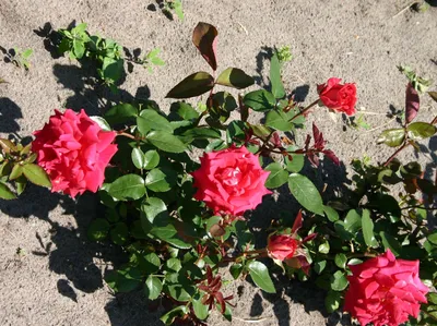 Изображение розы клеопатра с возможностью скачивания png