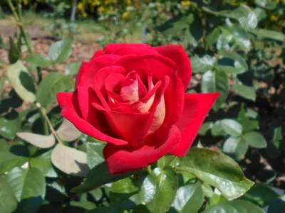 Фото розы клеопатра в формате webp для скачивания