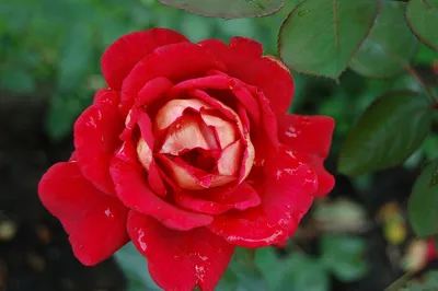 Фотография розы клеопатра с выбором размера jpg