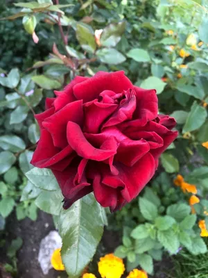 Изображение розы клеопатра доступно для сохранения в png