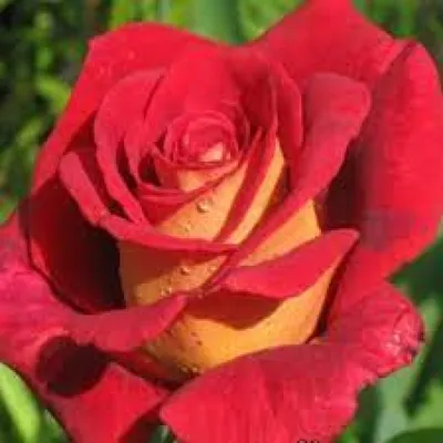 Картинка розы клеопатра с опцией скачивания webp