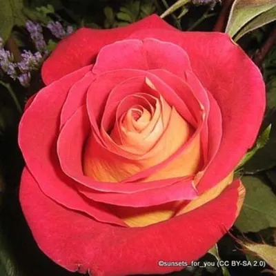 Фото розы клеопатра в формате jpg для выбора размеров