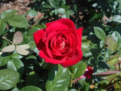 Изображение розы клеопатра с возможностью скачивания png, webp