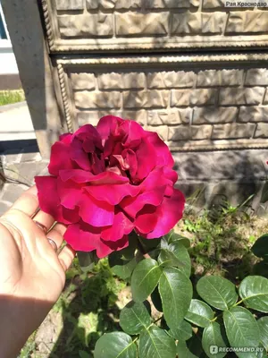 Фото розы клеопатра в формате jpg и png