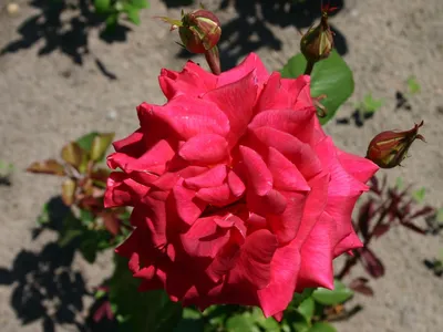 Картинка розы клеопатра в разных форматах для скачивания