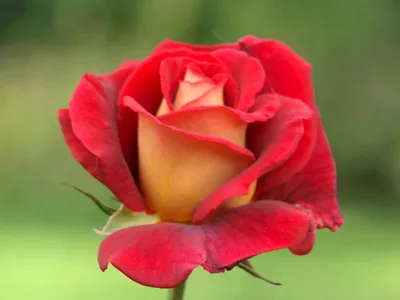 Фотография розы клеопатра доступна в png и webp