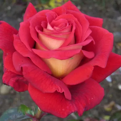 Фото розы клеопатра в формате jpg для сохранения на устройстве