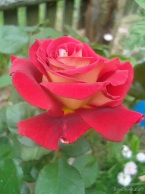 Фотография розы клеопатра с опцией выбора размера jpg
