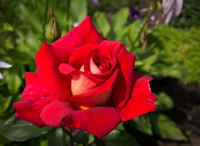 Картинка розы клеопатра с возможностью скачивания jpg, webp
