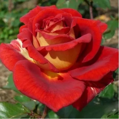 Фото розы клеопатра в формате webp