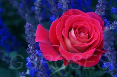 Фотография розы клеопатра доступна в разных размерах и форматах