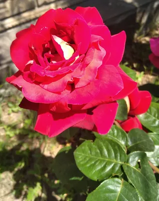 Картинка розы клеопатра для выбора размера