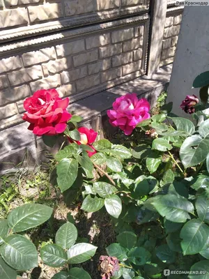 Изображение розы клеопатра с опцией скачивания jpg