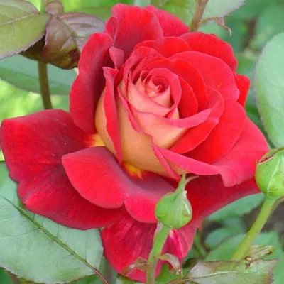 Фотография розы клеопатра доступна в png