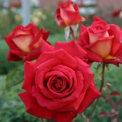 Фото розы клеопатра в формате webp для сохранения