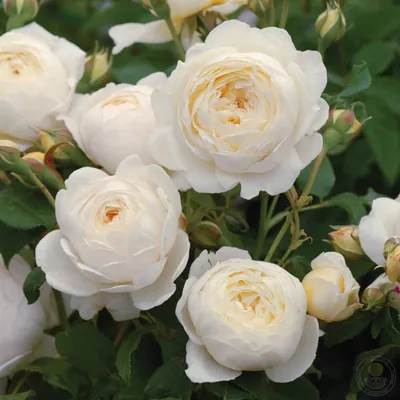 Красивая Роза Клэр Остин в формате jpg