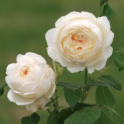 Роза Клэр Остин: красивая и роскошная