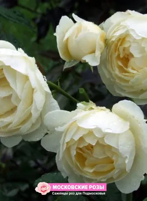 Фотография прелестной розы Клэр Остин