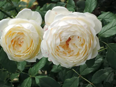Роза Клэр Остин: изысканная красота