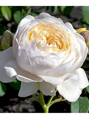 Картинка розы Клэр Остин в романтическом стиле