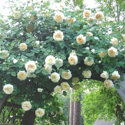 Фото розы Клэр Остин в формате jpg для скачивания