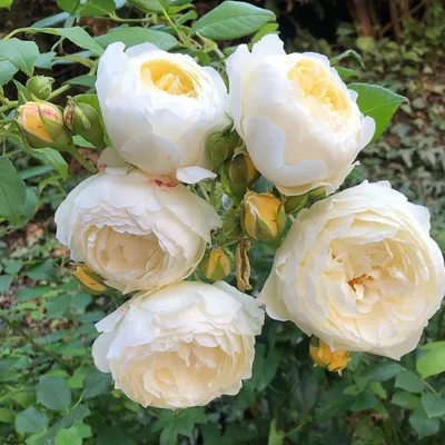 Изображение розы Клэр Остин в формате png для использования в дизайне